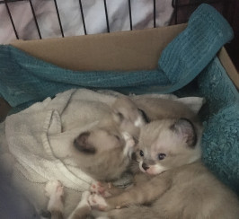 2 Snowshoe Kittens (Both Reserved)