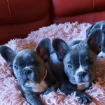 French Bulldogs Puppies - Kings Lynnj