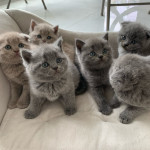 Adorable Blue and Lilac Scottish fold kittens