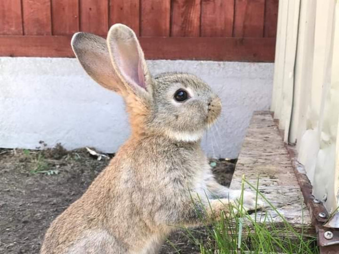 3 rabbits looking for new homes 