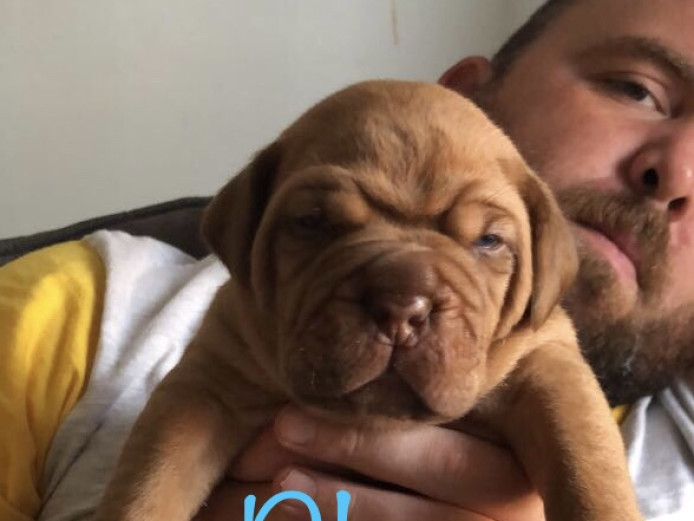 Chunky! Dogue de Bordeaux puppies for sale