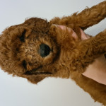 Three Goldendoodles for sale