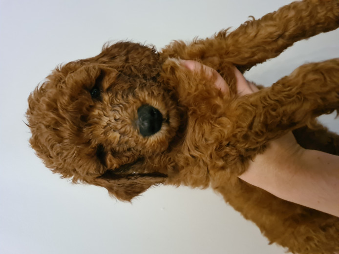 Three Goldendoodles for sale