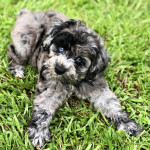 Schnoodle Pully