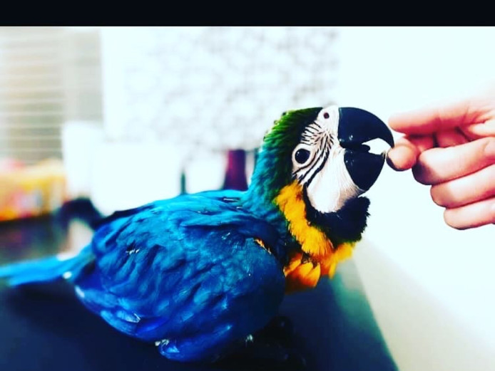 Blue and Gold Macaw girl parrot for sale