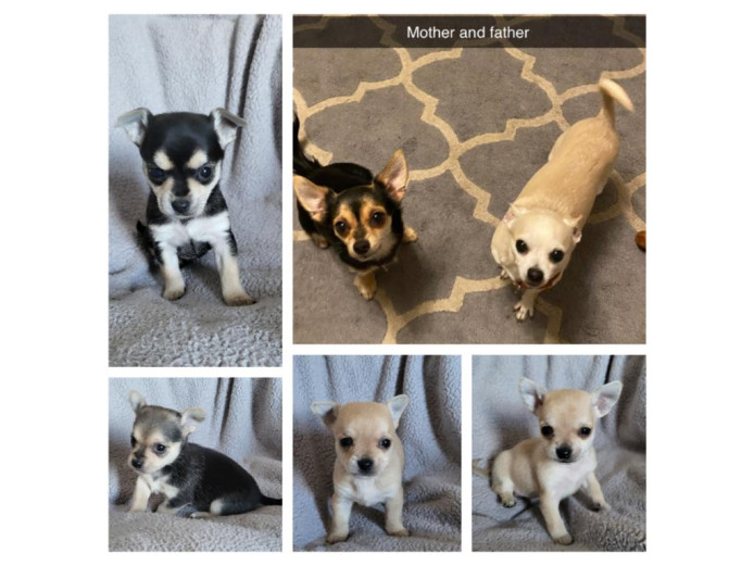 Chihuahua Puppies 