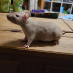 Baby himalayan and siamese rats for sale (rex, dumbo, top ear, standard)