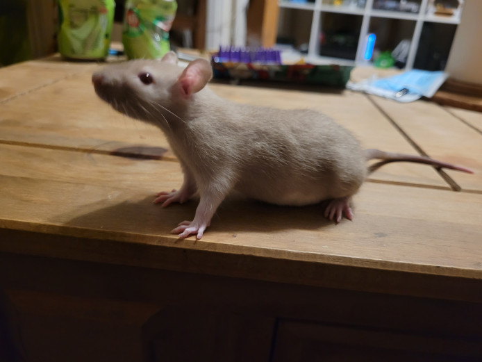 Baby himalayan and siamese rats for sale (rex, dumbo, top ear, standard)