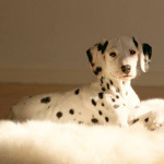 Cute dalmatian pup for sale