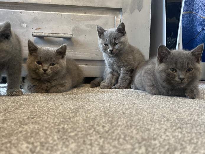 Chunky BSH solid blue kittens