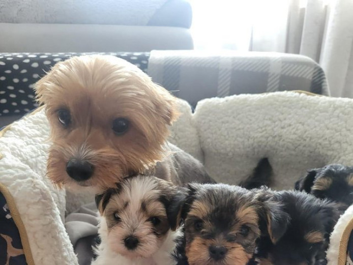  gorgeous full purebred Yorkshire terrier pups