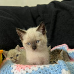 Adorable British Shorthair Kittens for sale.