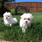 Maltese Puppies For Sale.whatsapp me at: +447418348600 