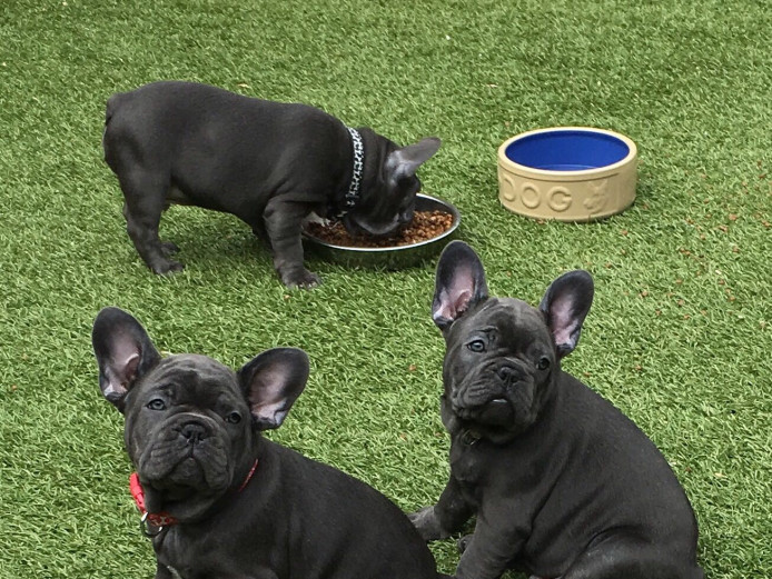 Solid blue Frenchbulldogs ready to go