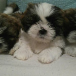 1 female and 2 male puppies for sale