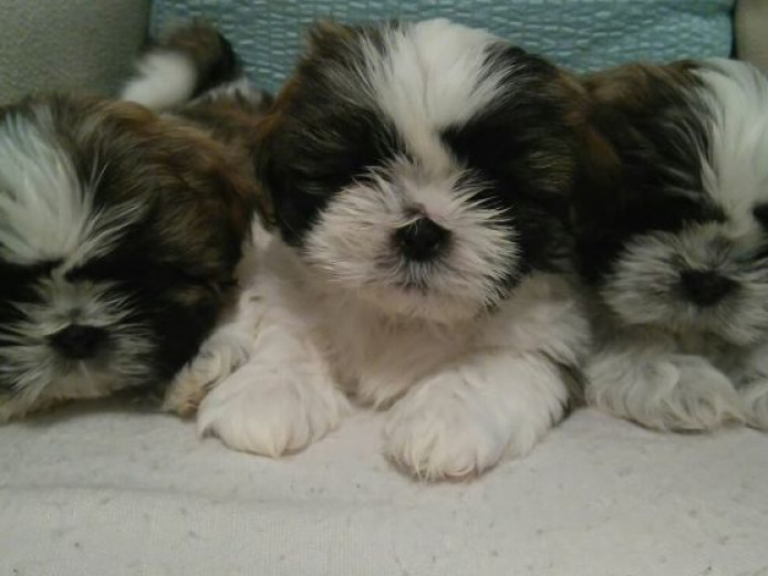 1 female and 2 male puppies for sale