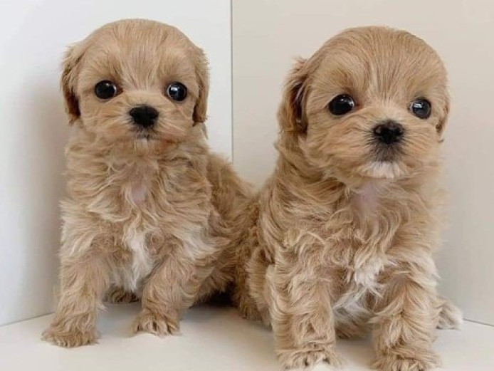 2 gorgeous Maltipoo puppies available