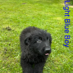 Beautiful Rare Black and Black & Tan German Shepherd Puppies Reduced