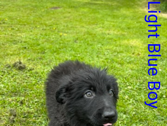 Beautiful Rare Black and Black & Tan German Shepherd Puppies Reduced