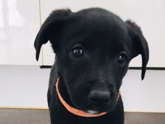 Black Labrador puppies for sale