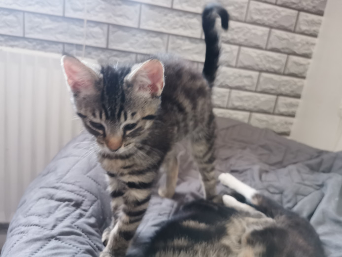 3 beautiful Bengal cross kitten for sell