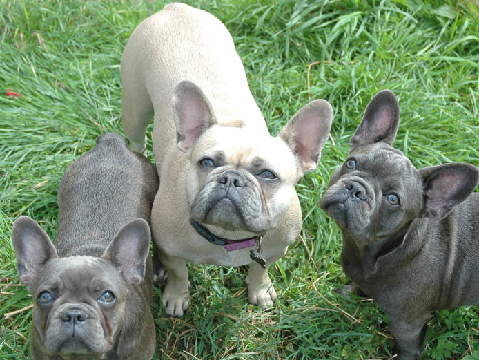 Two delightful blue/grey female French bulldog puppies