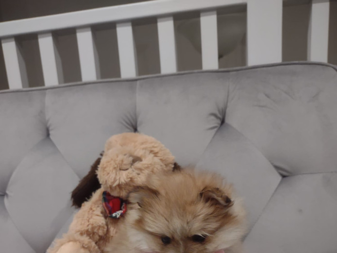 Adorable Pomeranian Puppy Looking for a Loving Home