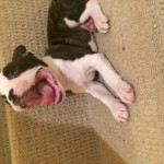Boston Terrier Pups for sale