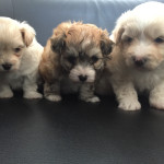 3 x Maltipompoo puppies for sale