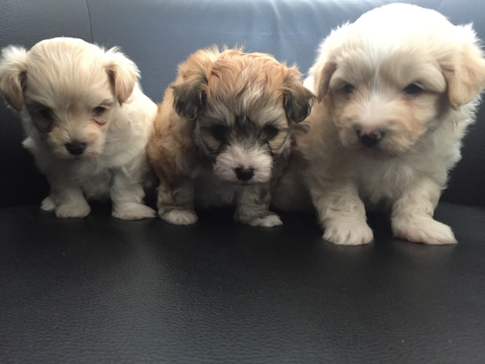 3 x Maltipompoo puppies for sale