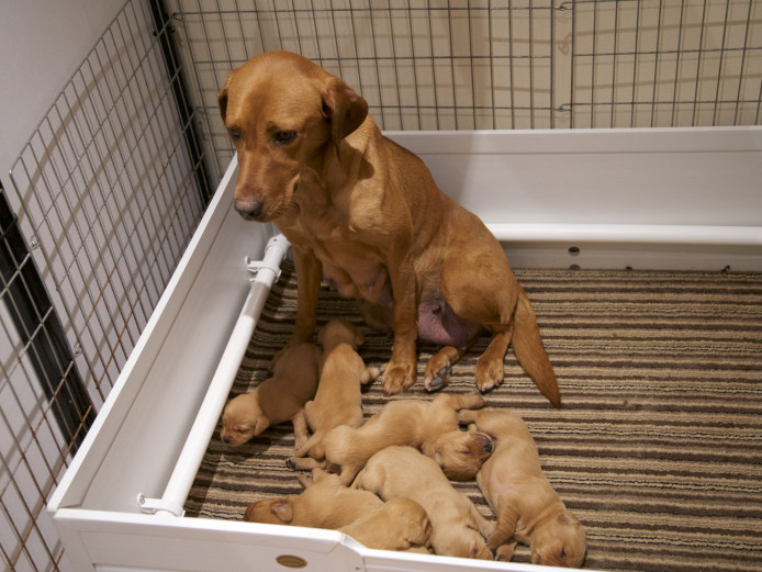 Litter of Labrador Retriever Puppies