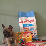 Ready Now blue and chocolate french bulldog puppies