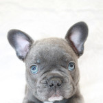 Gorgeous Blue Brindle and Lilac Puppies For Sale
