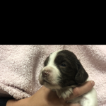 ENGLISH SPRINGER SPANIEL PUPPY PACKAGE