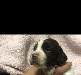 Pets  - ENGLISH SPRINGER SPANIEL PUPPY PACKAGE