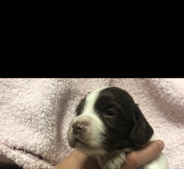 ENGLISH SPRINGER SPANIEL PUPPY PACKAGE