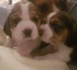 KC registered beagle pups