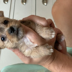8 week old chorkie pup 