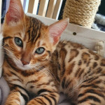 TICA REGISTERED ACTIVE SILVER BENGAL BOY