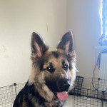 Little GSD ladies looking for a loving home 