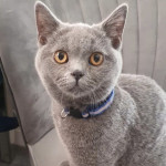Two male British shorthair kittens for sale 