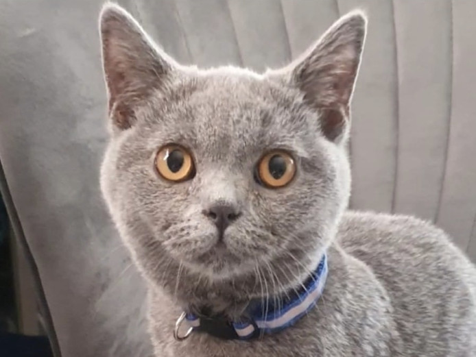 Two male British shorthair kittens for sale 