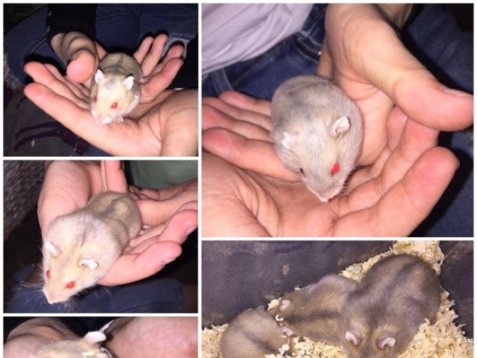 Baby Russian dwarf hamsters for sale