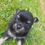 2 pedigree male chihuahua puppies for sale