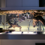 2 Musk turtles and tank .