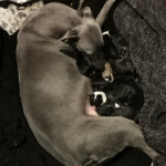 10 beautiful lurcher puppies. Whippet greyhound x whippet bull