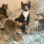 4 friendly kittens wanting to go to their new homes
