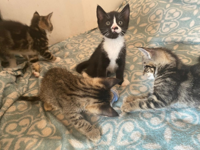 4 friendly kittens wanting to go to their new homes