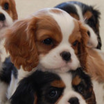 Cavalier King Charles Spaniel pups