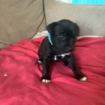 Forever home needed for 3 staffy pups
